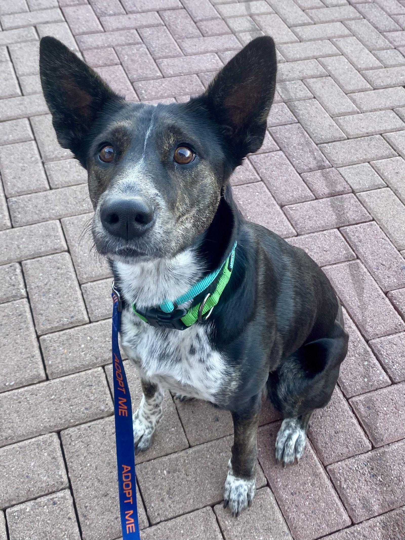 Boo, Adoptable, Young Female Australian Cattle Dog / Blue Heeler & Dutch Shepherd.