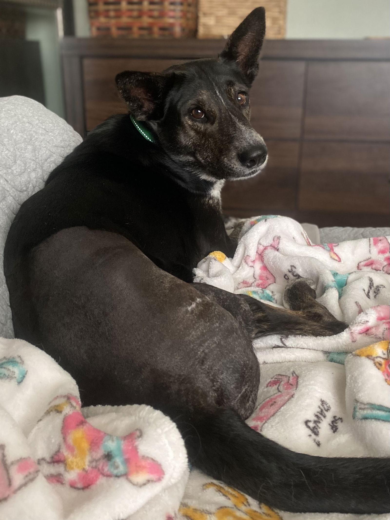 Enlarge Boo, a Adoptable mixed breed in Glendale, AZ image 2/3