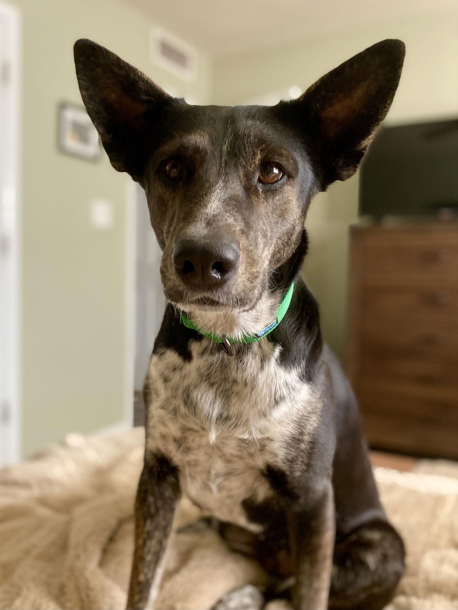 Enlarge Boo, a Adoptable mixed breed in Glendale, AZ image 3/3