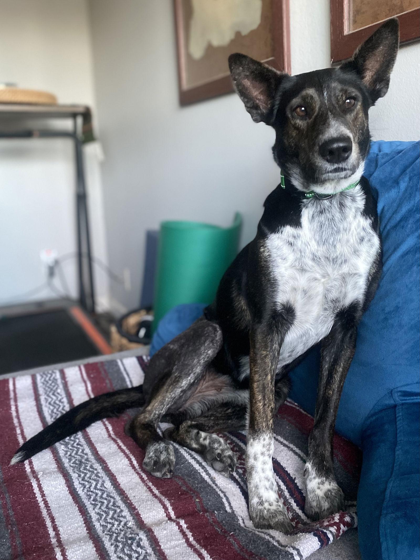 Enlarge Boo, a Adoptable mixed breed in Glendale, AZ image 3/3