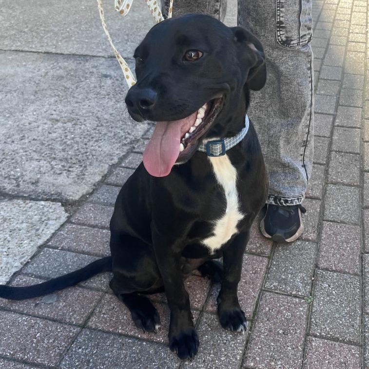 Negan, Adoptable, Young Male Mixed Breed.