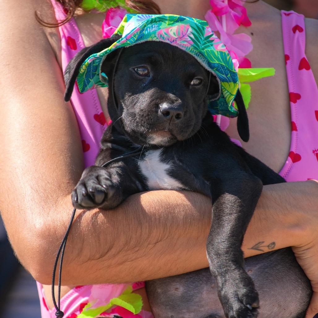 Enlarge Negan, a Adoptable Mixed Breed in Waco, TX image 2/4