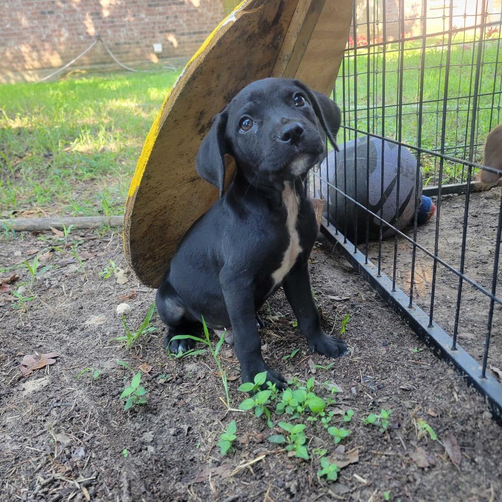 Enlarge Negan, a Adoptable Mixed Breed in Waco, TX image 4/4