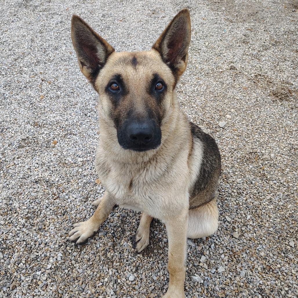Colonel, Adoptable, Adult Male German Shepherd Dog.