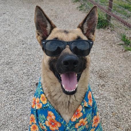 Colonel, a Adoptable German Shepherd Dog in Springtown, TX image 2/6