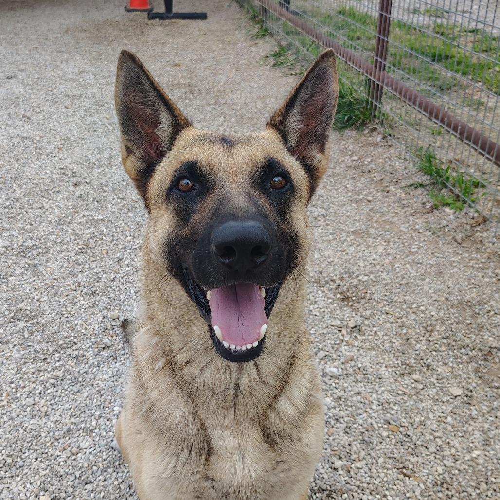 Colonel, a Adoptable German Shepherd Dog in Springtown, TX image 3/6