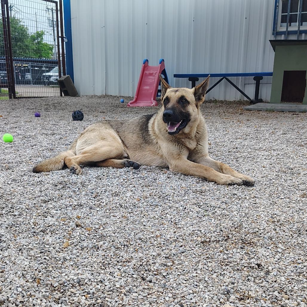 Enlarge Colonel, a Adoptable German Shepherd Dog in Springtown, TX image 2/4
