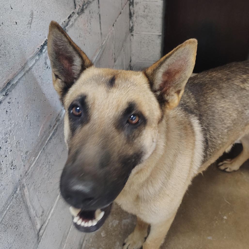 Enlarge Colonel, a Adoptable German Shepherd Dog in Springtown, TX image 3/4