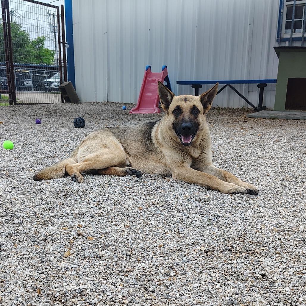 Enlarge Colonel, a Adoptable German Shepherd Dog in Springtown, TX image 4/4