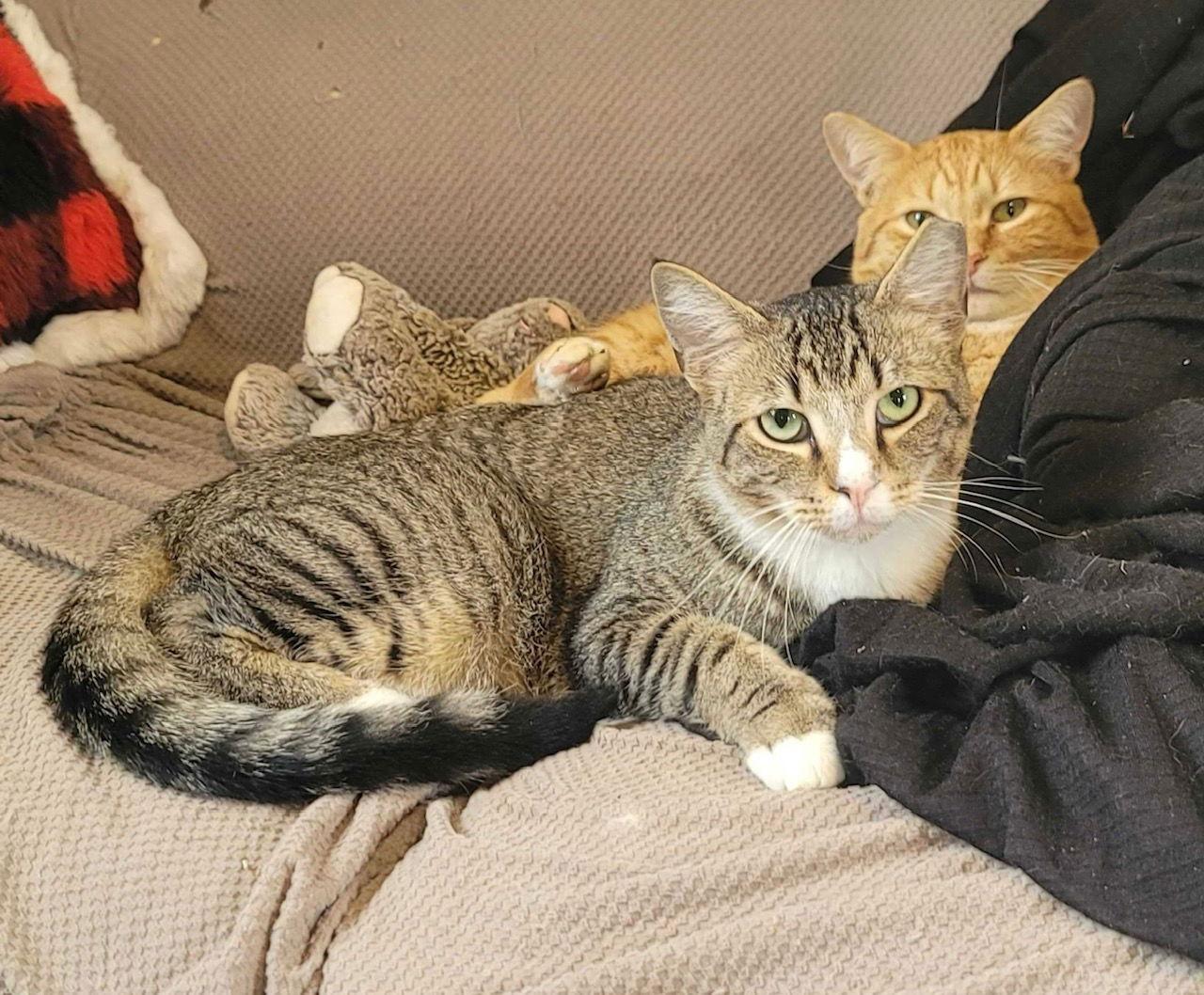 Buddy Nov 23, Adoptable, Adult Male Domestic Short Hair.