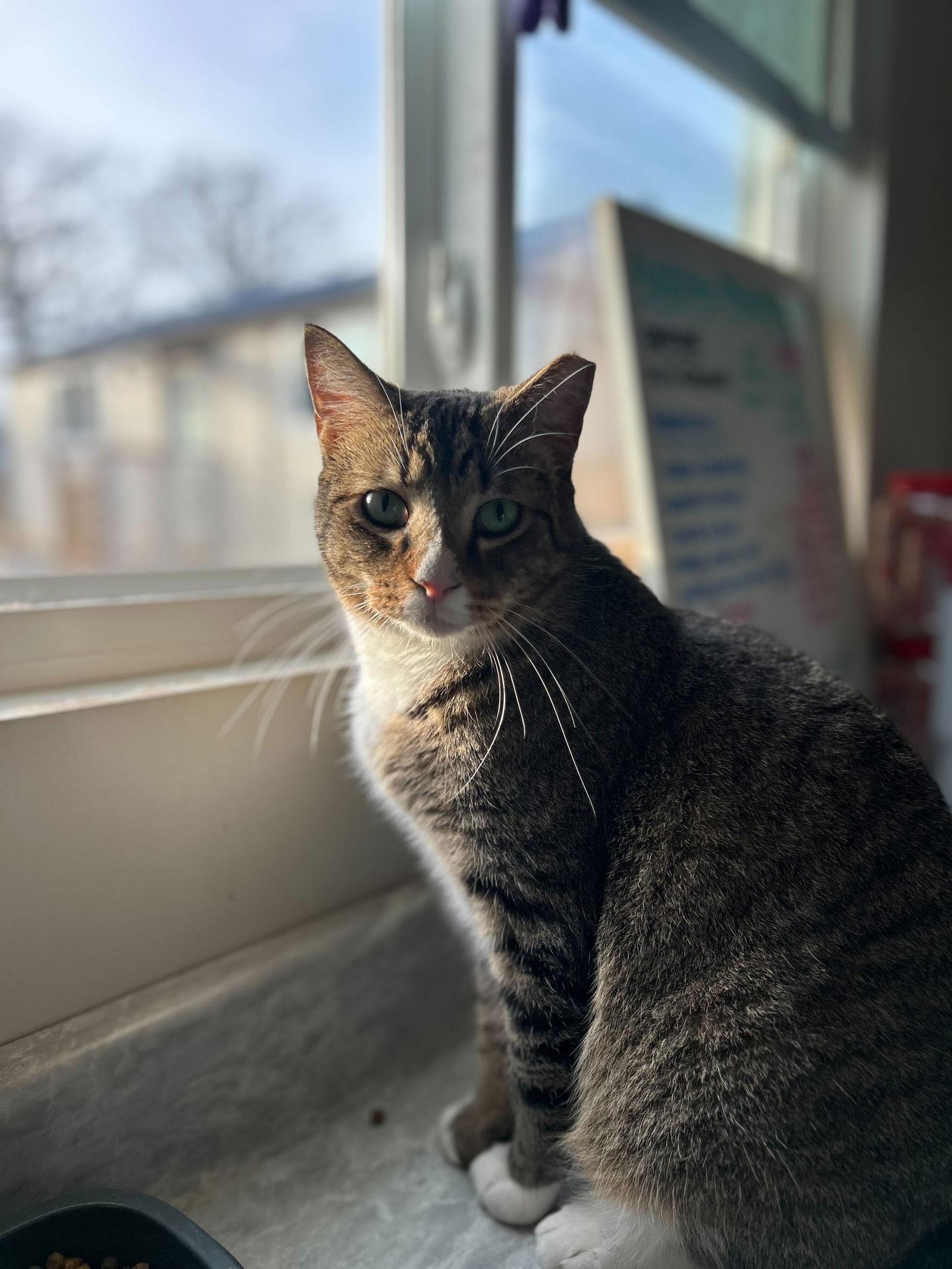 Enlarge Buddy Nov 23, a Adoptable Domestic Short Hair in Pacolet, SC image 2/3