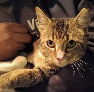 Enlarge Buddy Nov 23, a Adoptable Domestic Short Hair in Pacolet, SC image 2/2