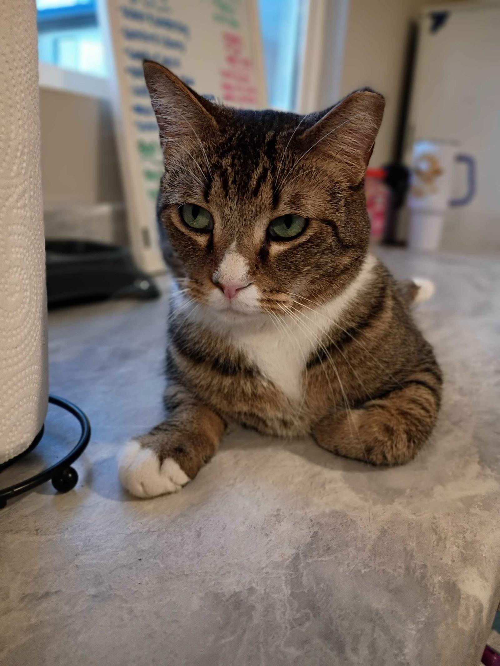 Enlarge Buddy Nov 23, a Adoptable Domestic Short Hair in Pacolet, SC image 3/3