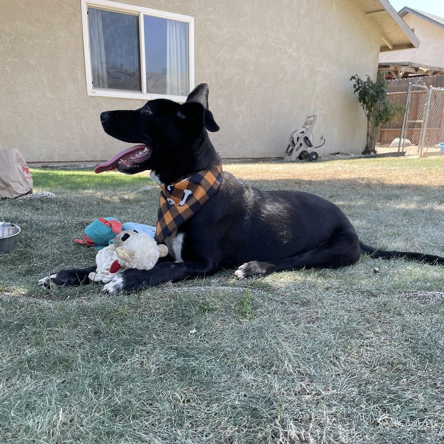 Cordelia ASAP, a Adopted mixed breed in La Honda, CA image 4/6