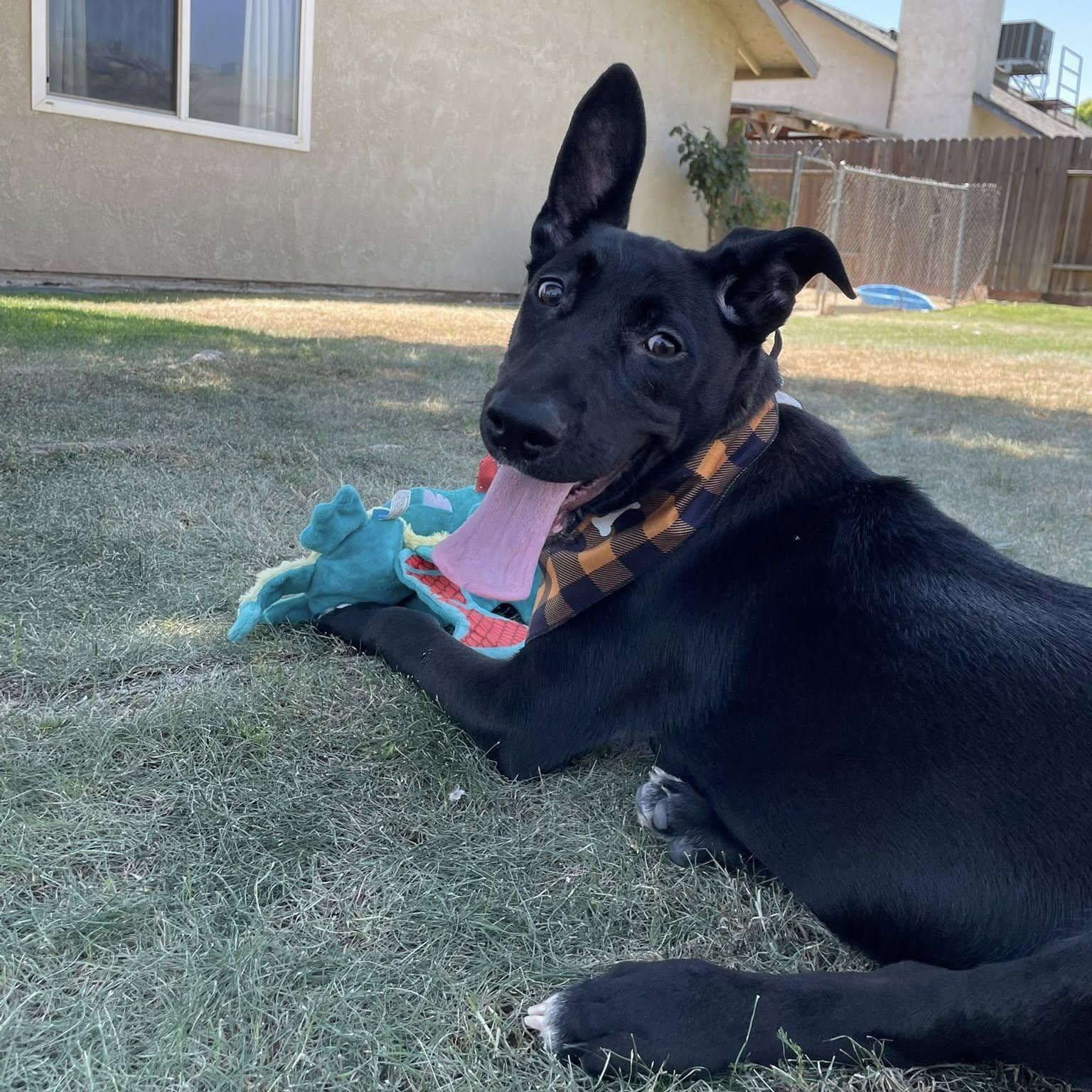 Cordelia ASAP, a Adopted mixed breed in La Honda, CA image 2/6