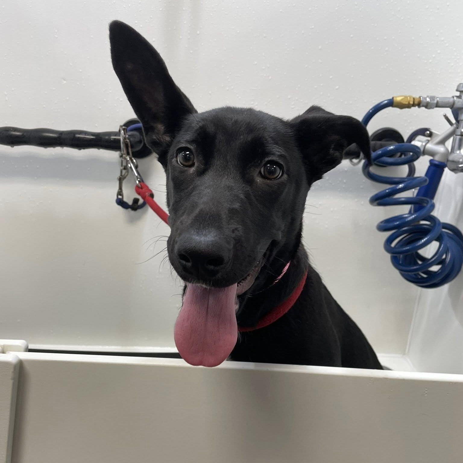 Cordelia ASAP, Adopted, Young Female Shepherd & Labrador Retriever.