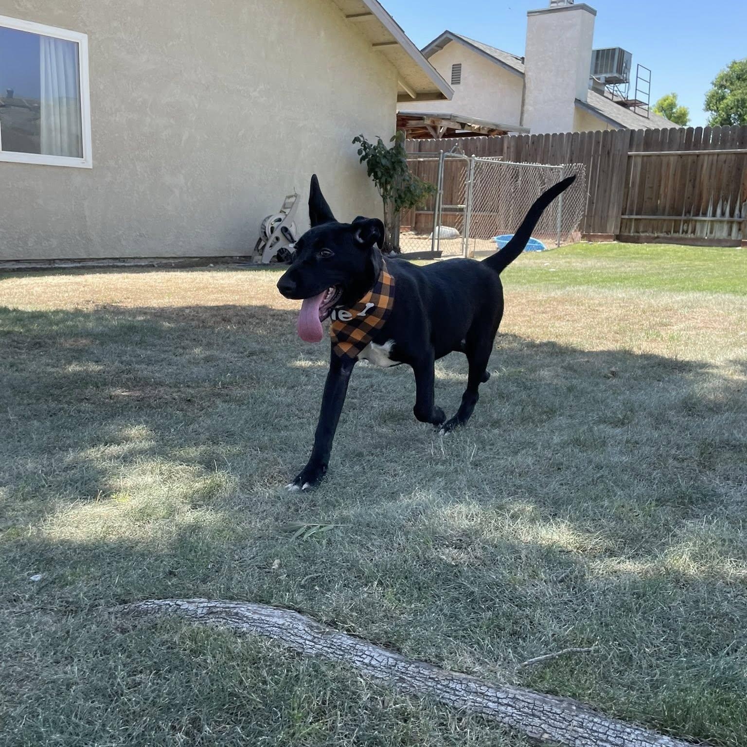 Cordelia ASAP, a Adopted mixed breed in La Honda, CA image 3/6