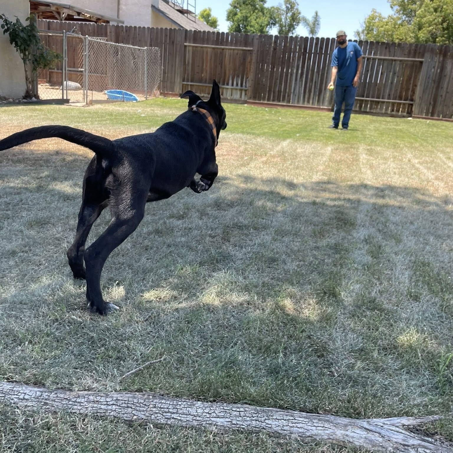 Cordelia ASAP, a Adopted mixed breed in La Honda, CA image 5/6