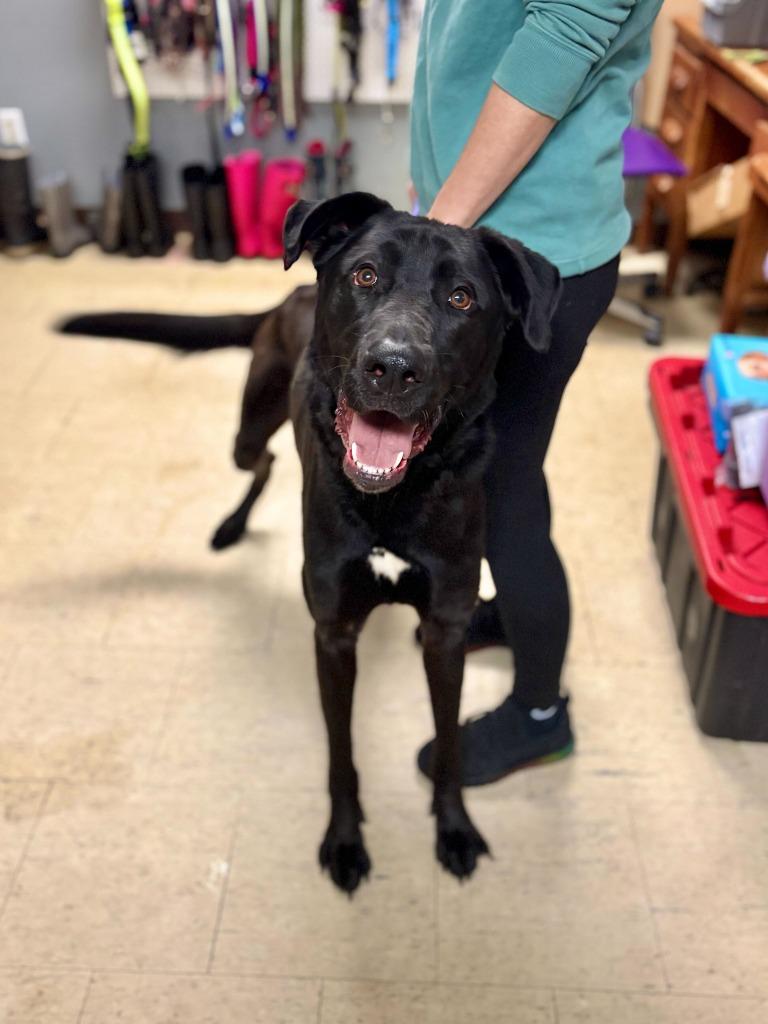 Tiny Tim, Adoptable, Adult Male Great Dane & Mixed Breed.