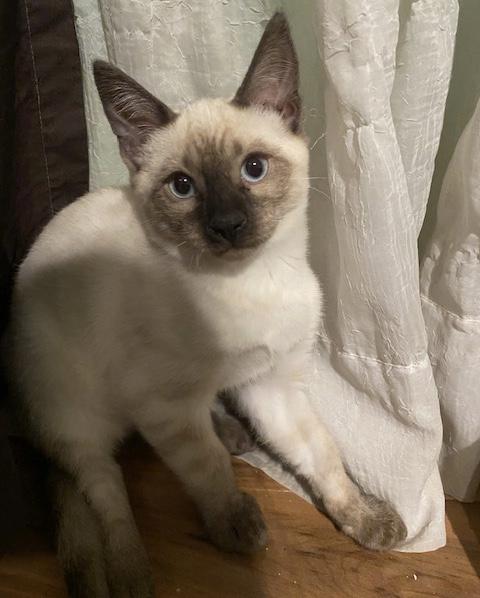 Aelia, ADOPTABLE, Adult Female Bengal.