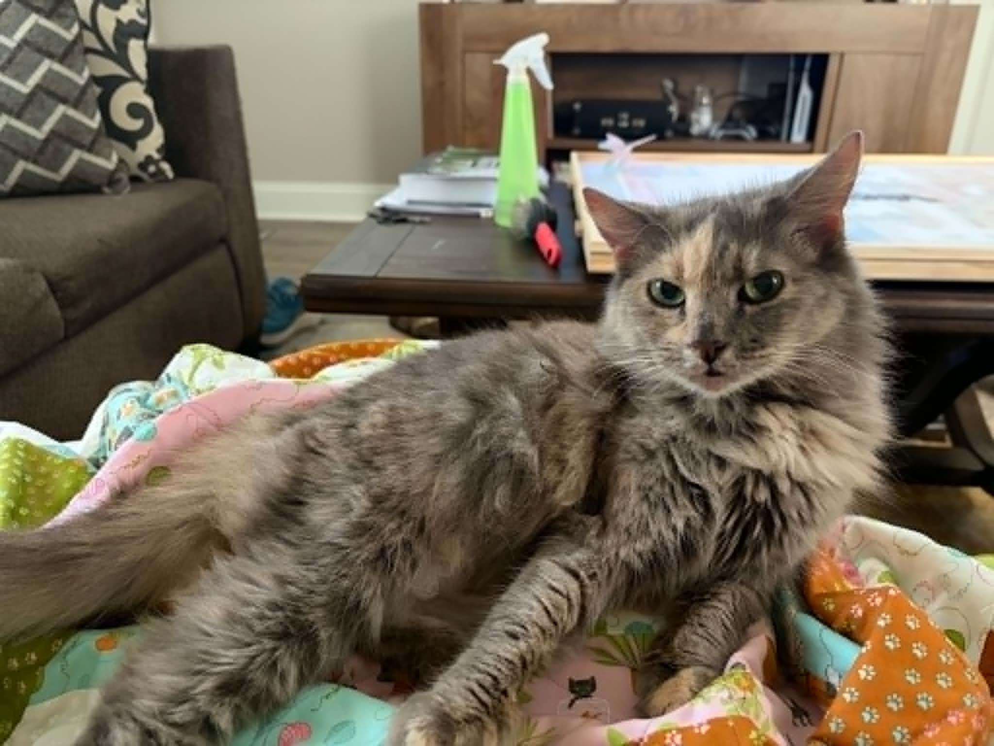 Lonny, Adoptable, Adult Female Dilute Tortoiseshell.