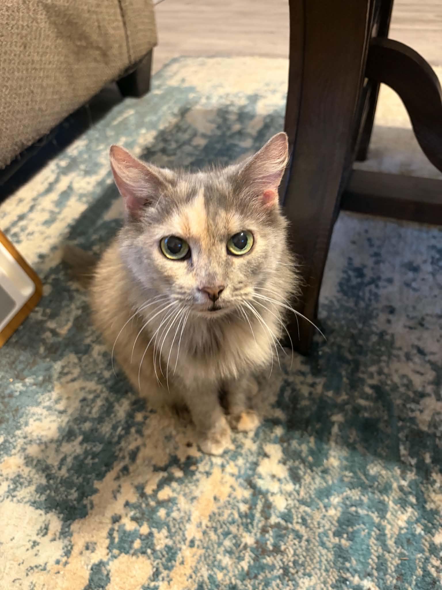 Enlarge Lonny, a Adoptable Dilute Tortoiseshell in Wilmington, NC image 2/4