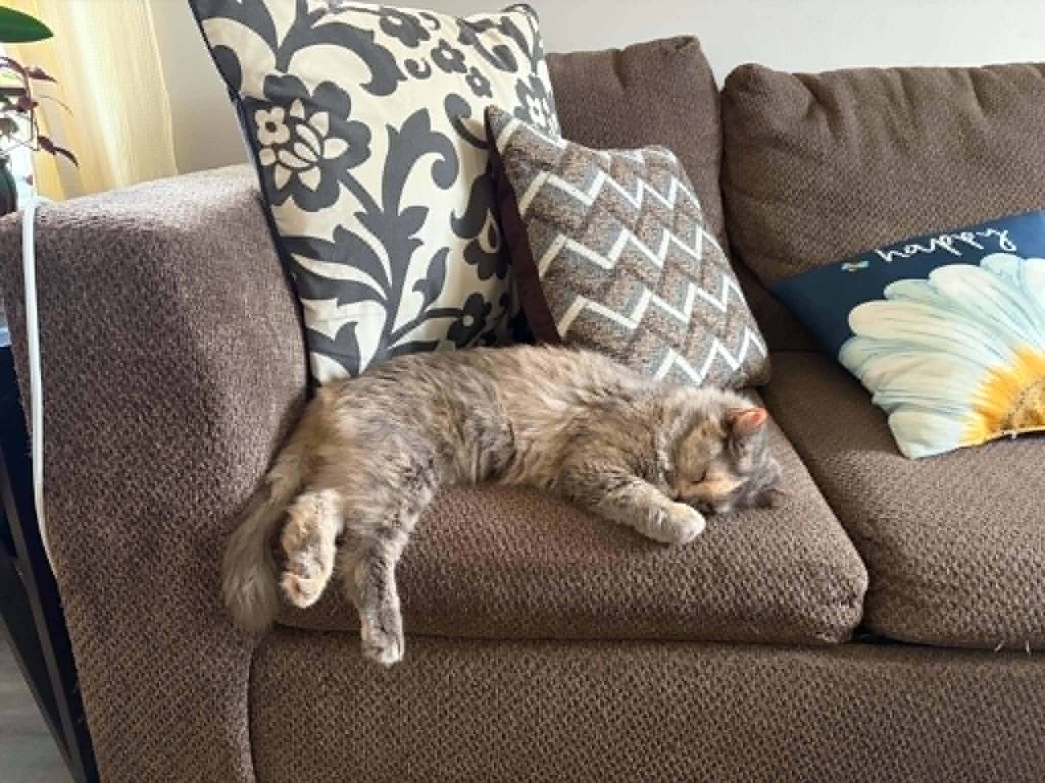 Enlarge Lonny, a Adoptable Dilute Tortoiseshell in Wilmington, NC image 3/4