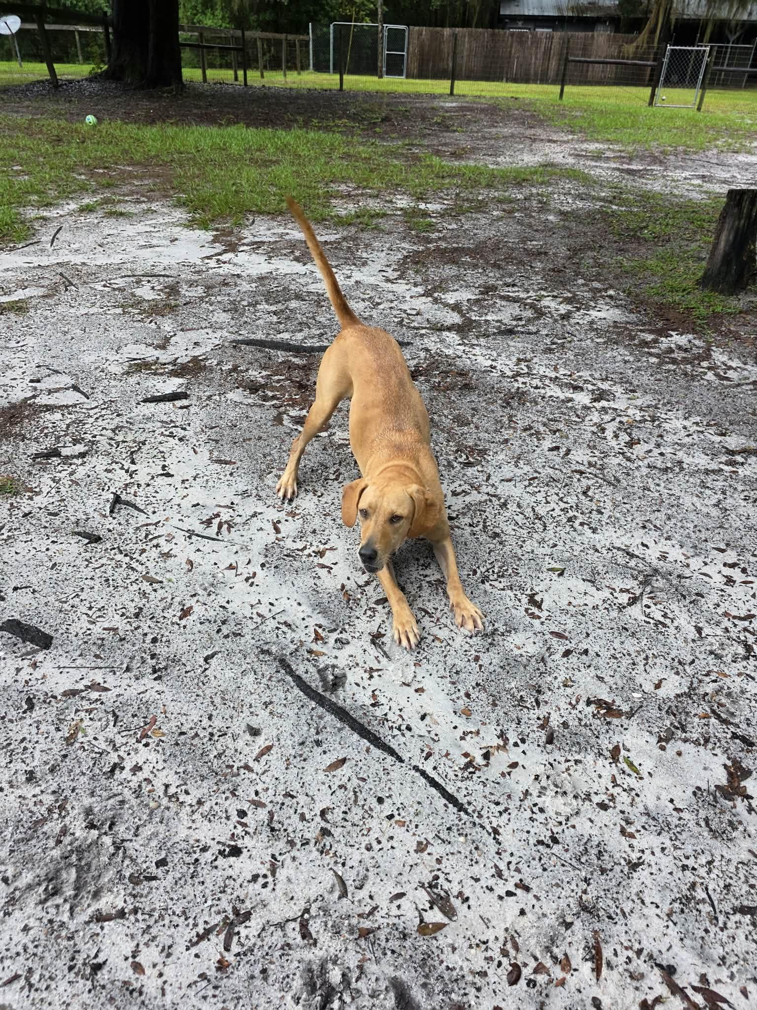 Enlarge Pumpkin, a Adopted mixed breed in Umatilla, FL image 2/3