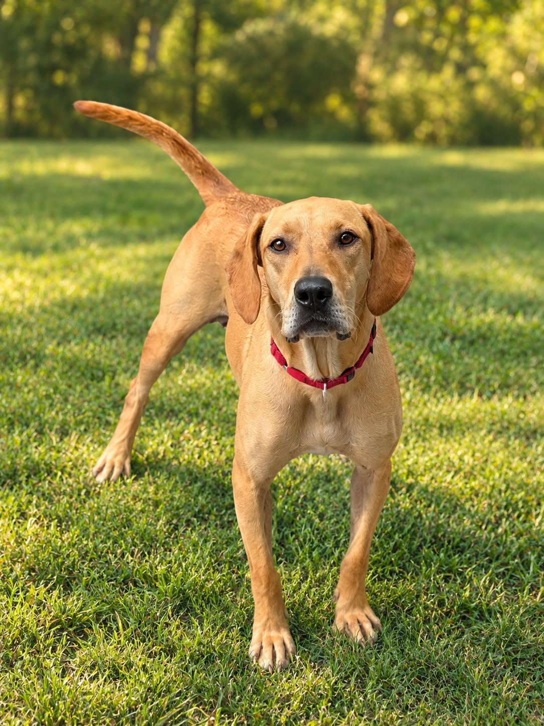 Pumpkin, Adopted, Adult Male Hound.