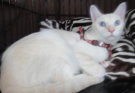 Summer, Adoptable, Young Female Siamese.