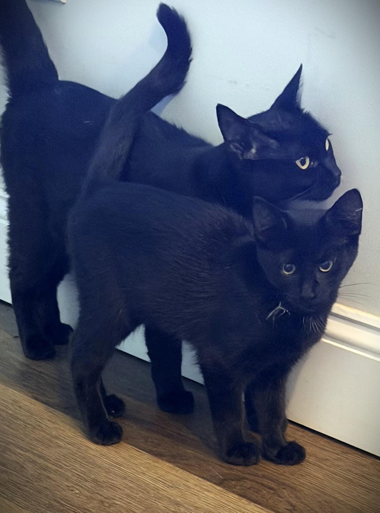 Enlarge Beltza and Zianna, a Adopted mixed breed in Pittsburgh, PA image 4/6