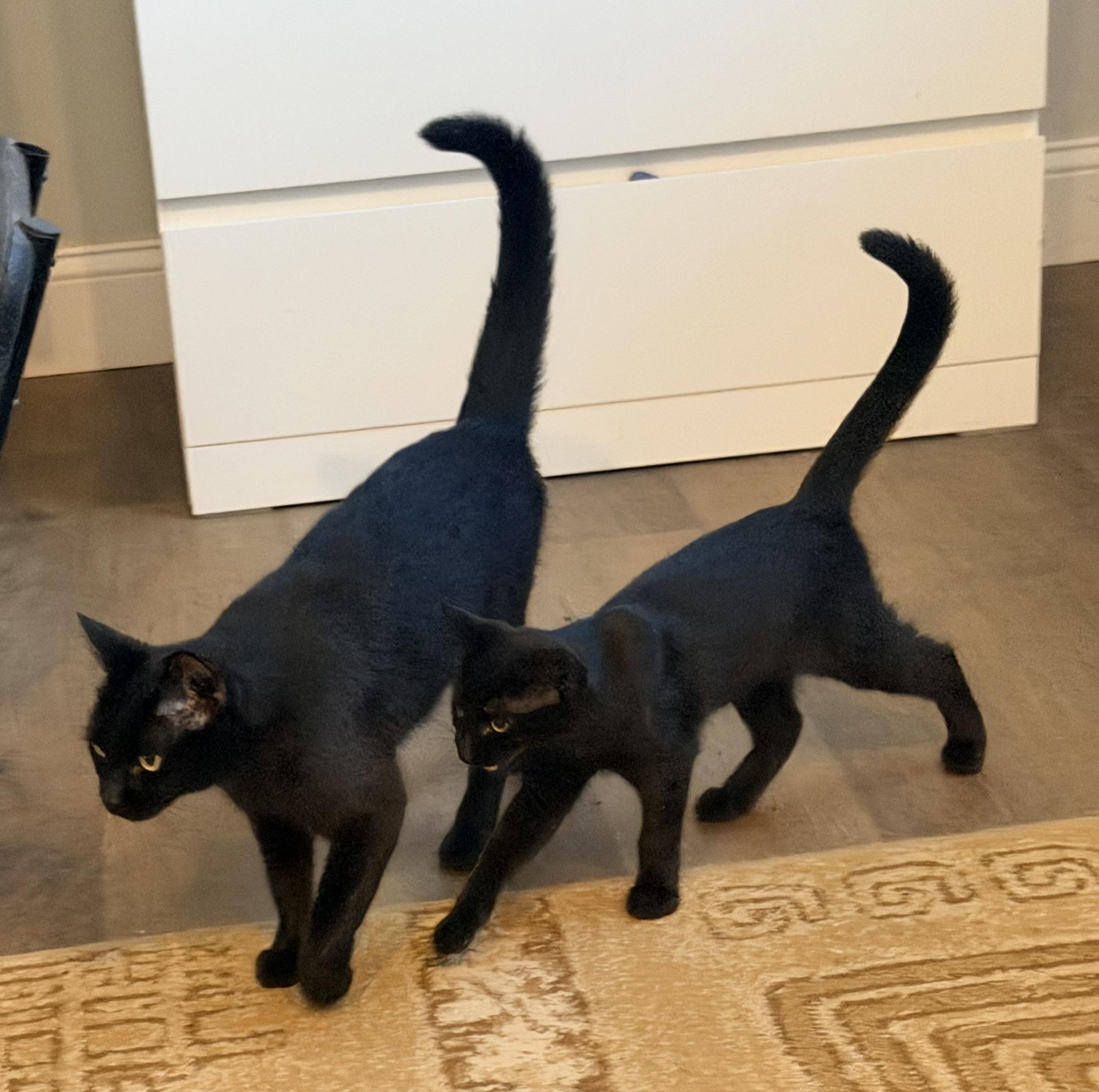 Enlarge Beltza and Zianna, a Adopted mixed breed in Pittsburgh, PA image 3/6