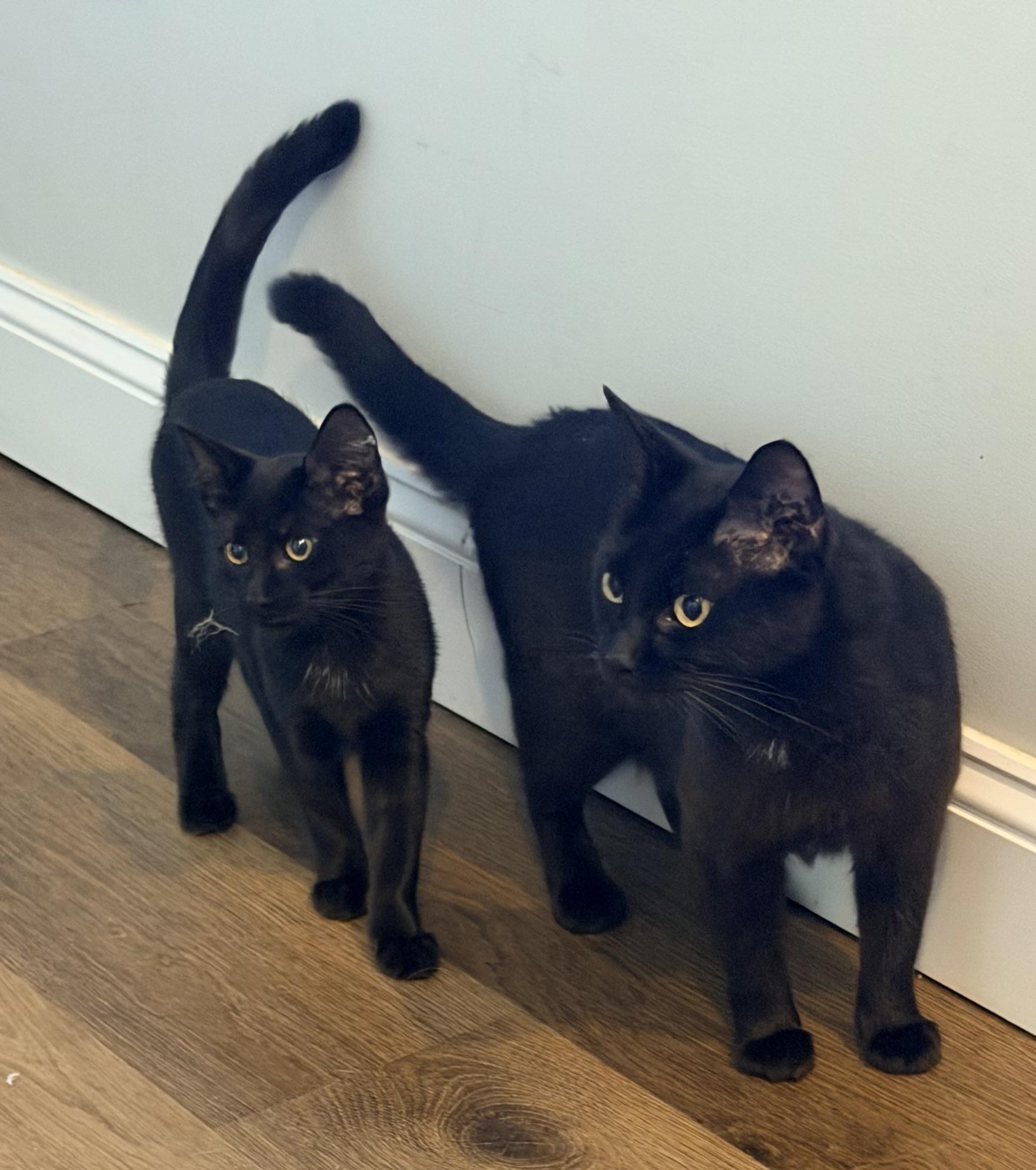 Enlarge Beltza and Zianna, a Adopted mixed breed in Pittsburgh, PA image 2/6