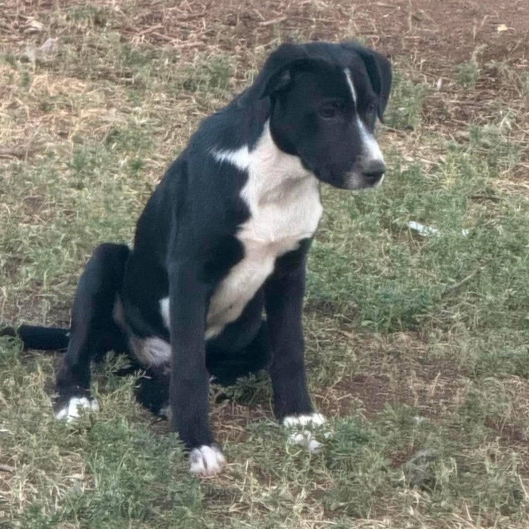 Sally, ADOPTABLE, Puppy Female Australian Shepherd & Australian Cattle Dog / Blue Heeler.