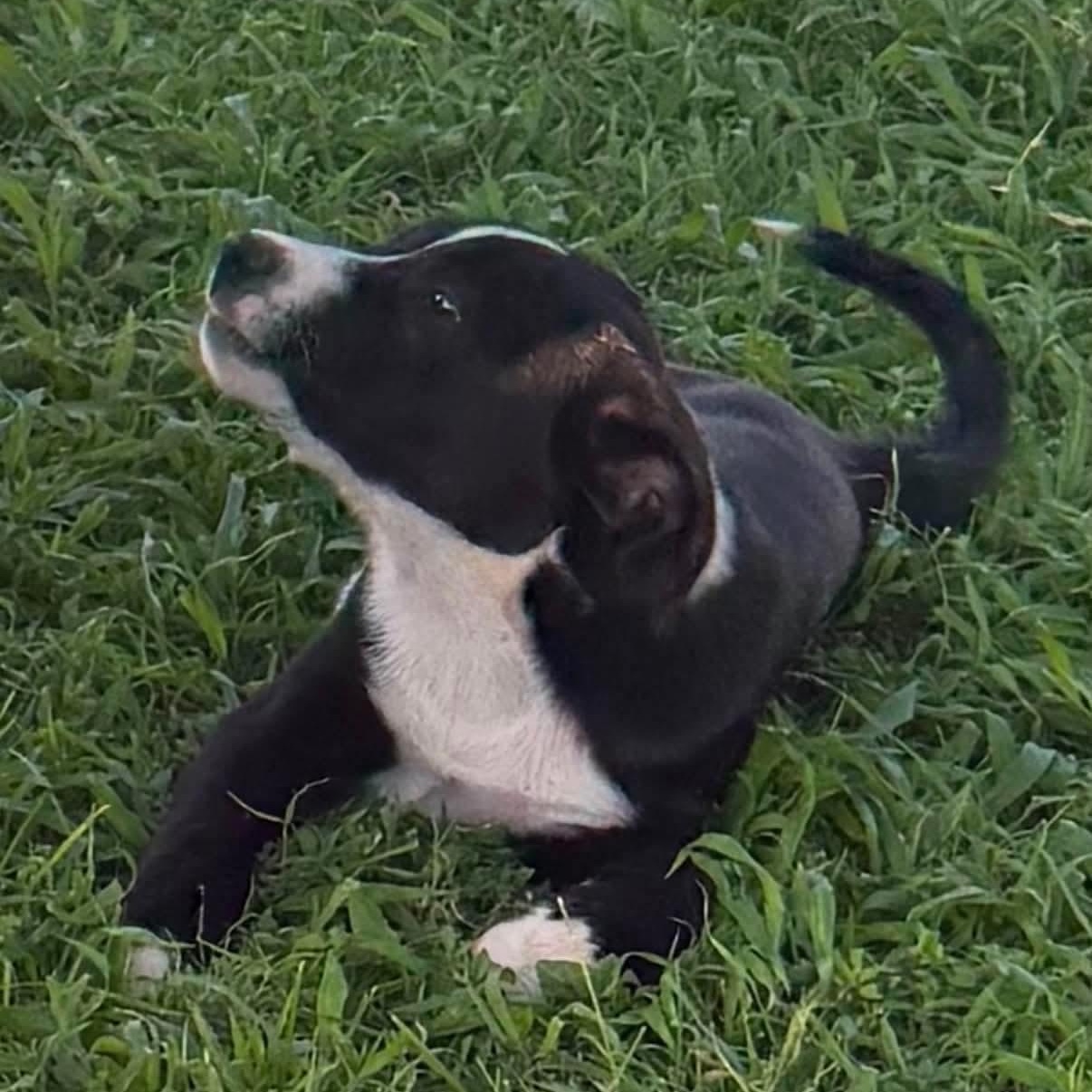 Enlarge Sally, a ADOPTABLE mixed breed in Amarillo, TX image 3/6