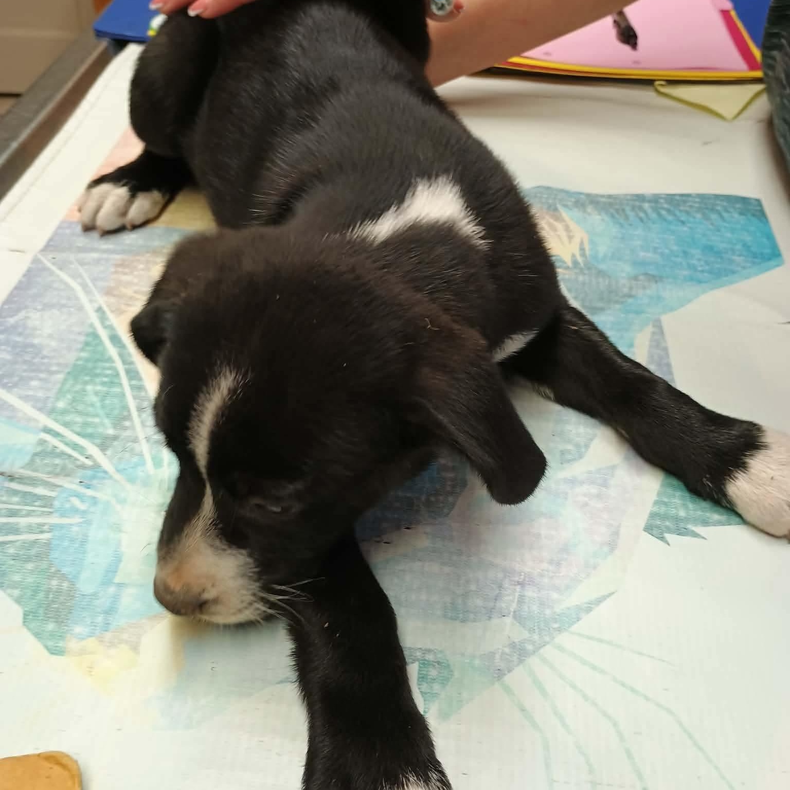 Enlarge Sally, a ADOPTABLE mixed breed in Amarillo, TX image 4/6