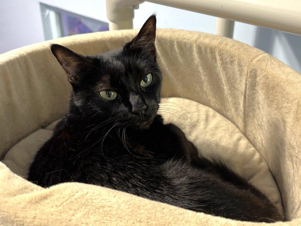 Fancy Apple, a Adoptable Domestic Short Hair in Colorado Springs, CO image 1/3