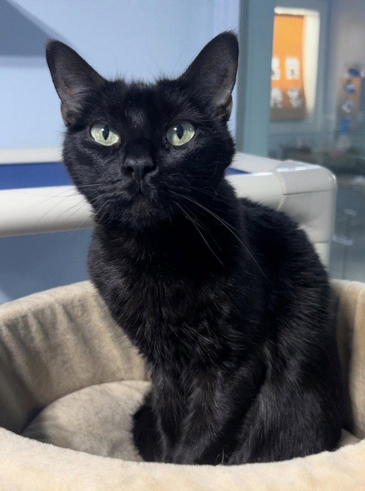 Fancy Apple, a Adoptable Domestic Short Hair in Colorado Springs, CO image 3/3