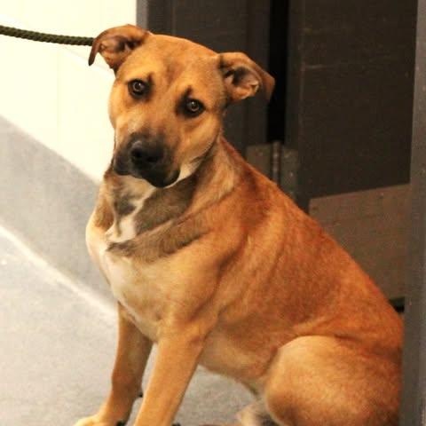 Enlarge 26-00182, an adopted mixed breed in Fredericksburg, VA image 1/1