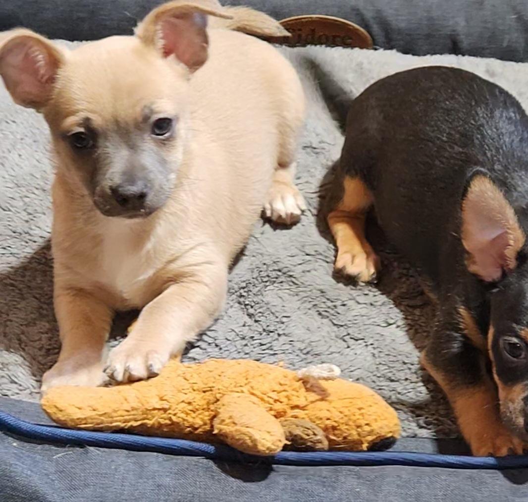 Bodie, a Adoptable Chihuahua in Pelzer, SC image 3/4