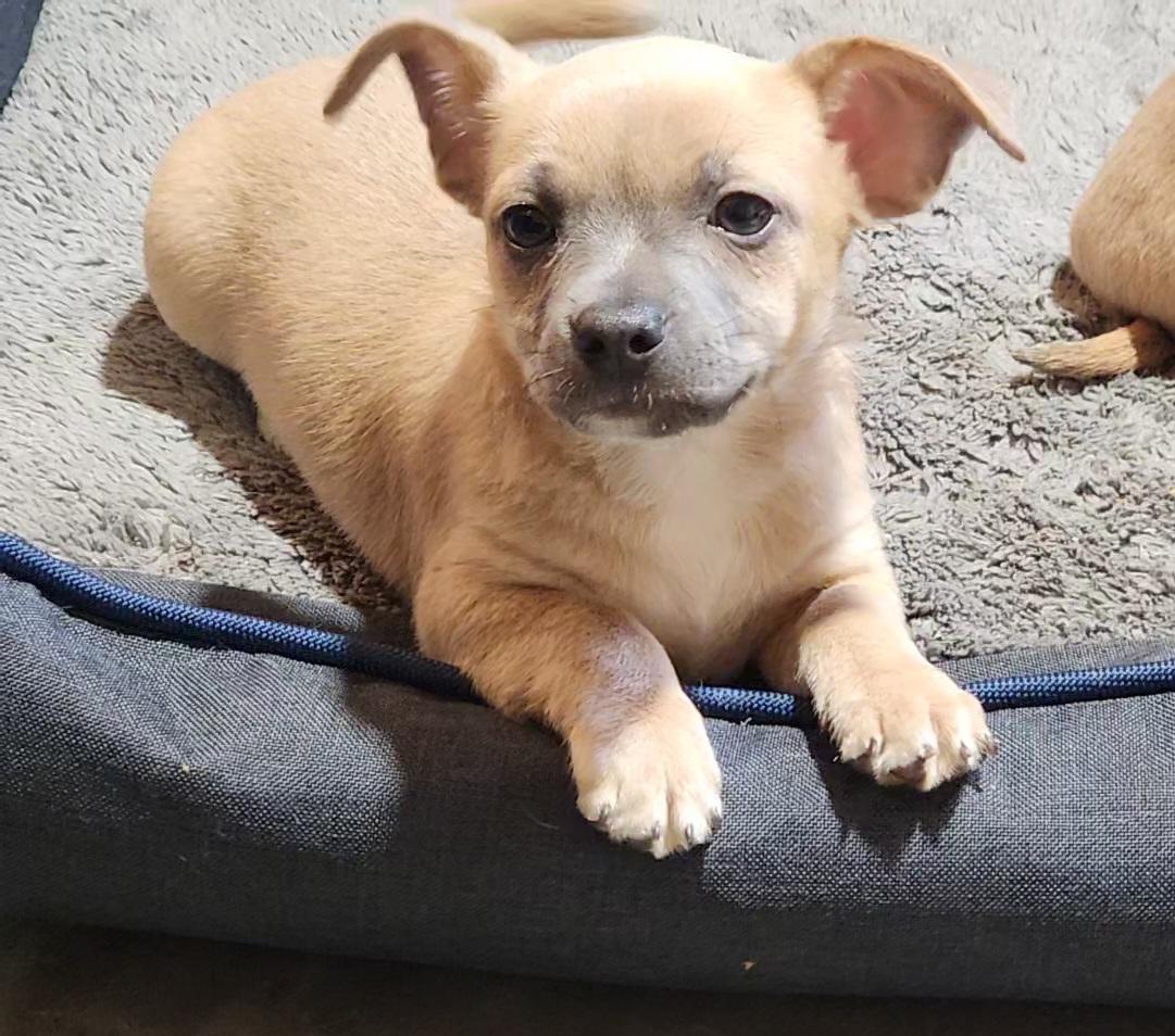 Bodie, a Adoptable Chihuahua in Pelzer, SC image 2/4