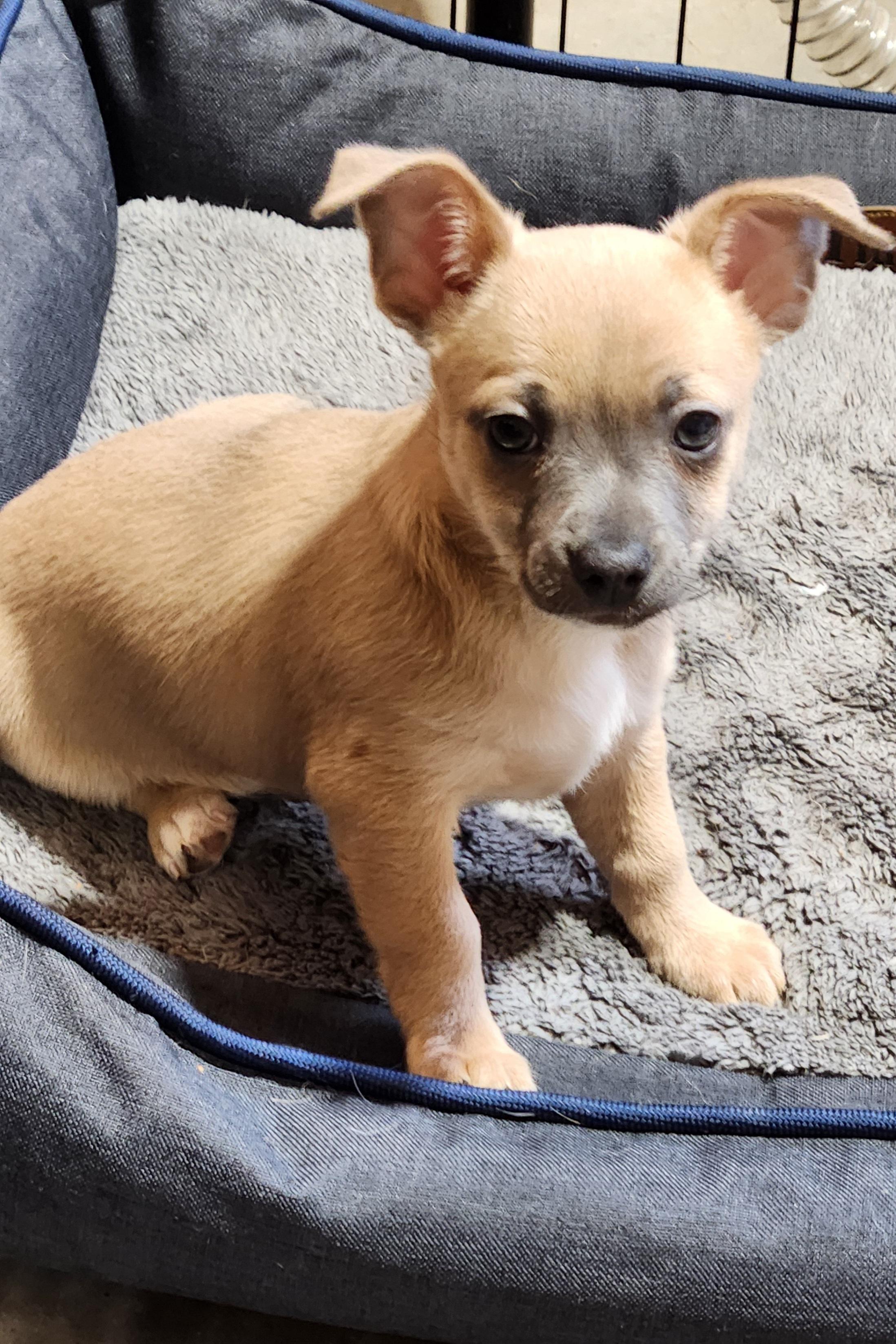 Bodie, Adoptable, Puppy Male Chihuahua.
