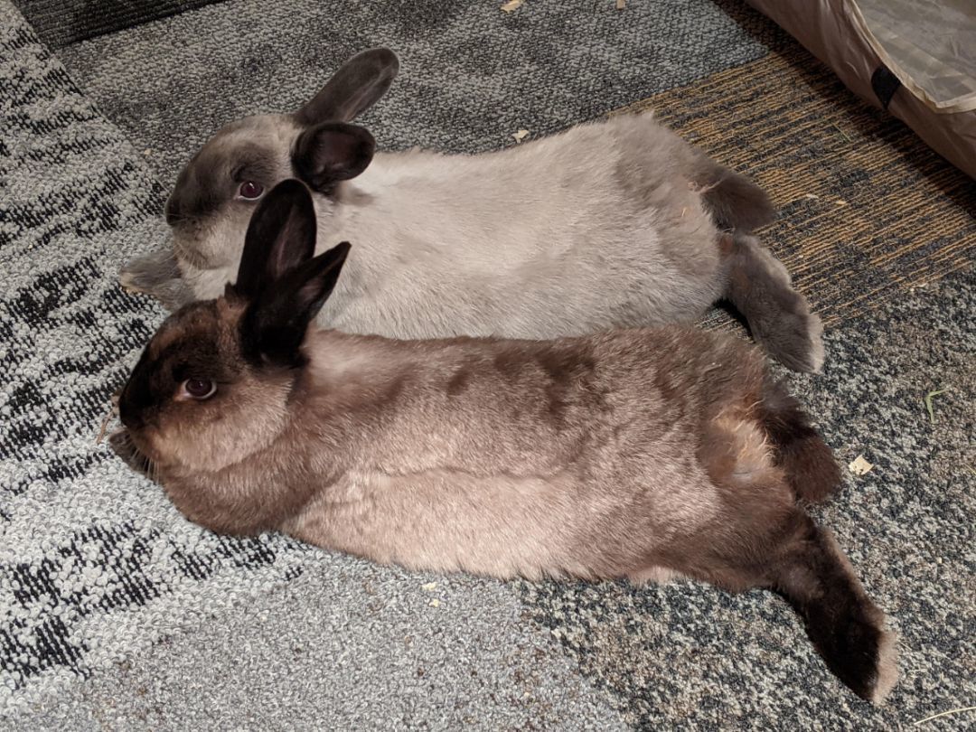 Enlarge Luke and Leia, a Adopted American Sable in Kemptville, ON image 2/6