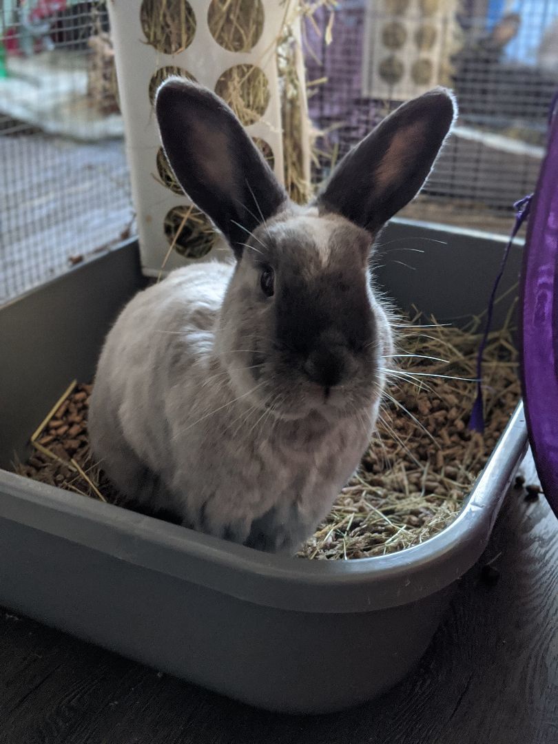 Enlarge Luke and Leia, a Adopted American Sable in Kemptville, ON image 3/6
