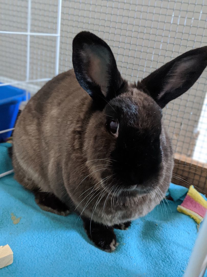 Enlarge Luke and Leia, a Adopted American Sable in Kemptville, ON image 4/6