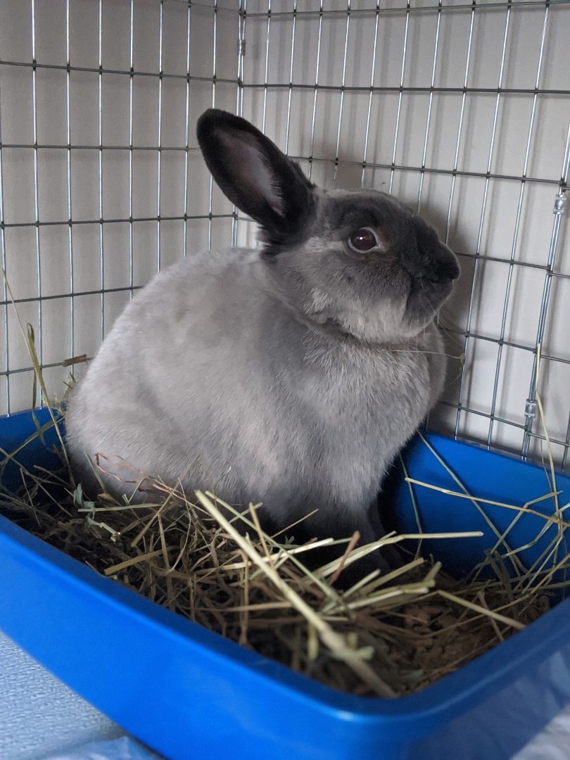 Enlarge Luke and Leia, a Adopted American Sable in Kemptville, ON image 6/6