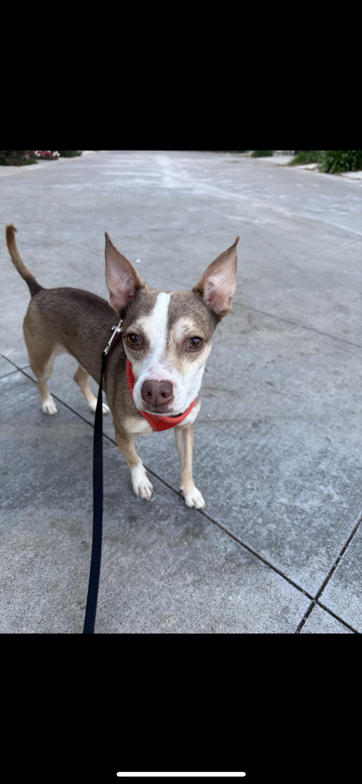 Enlarge Pistachio , a ADOPTABLE mixed breed in Hamden, CT image 1/4