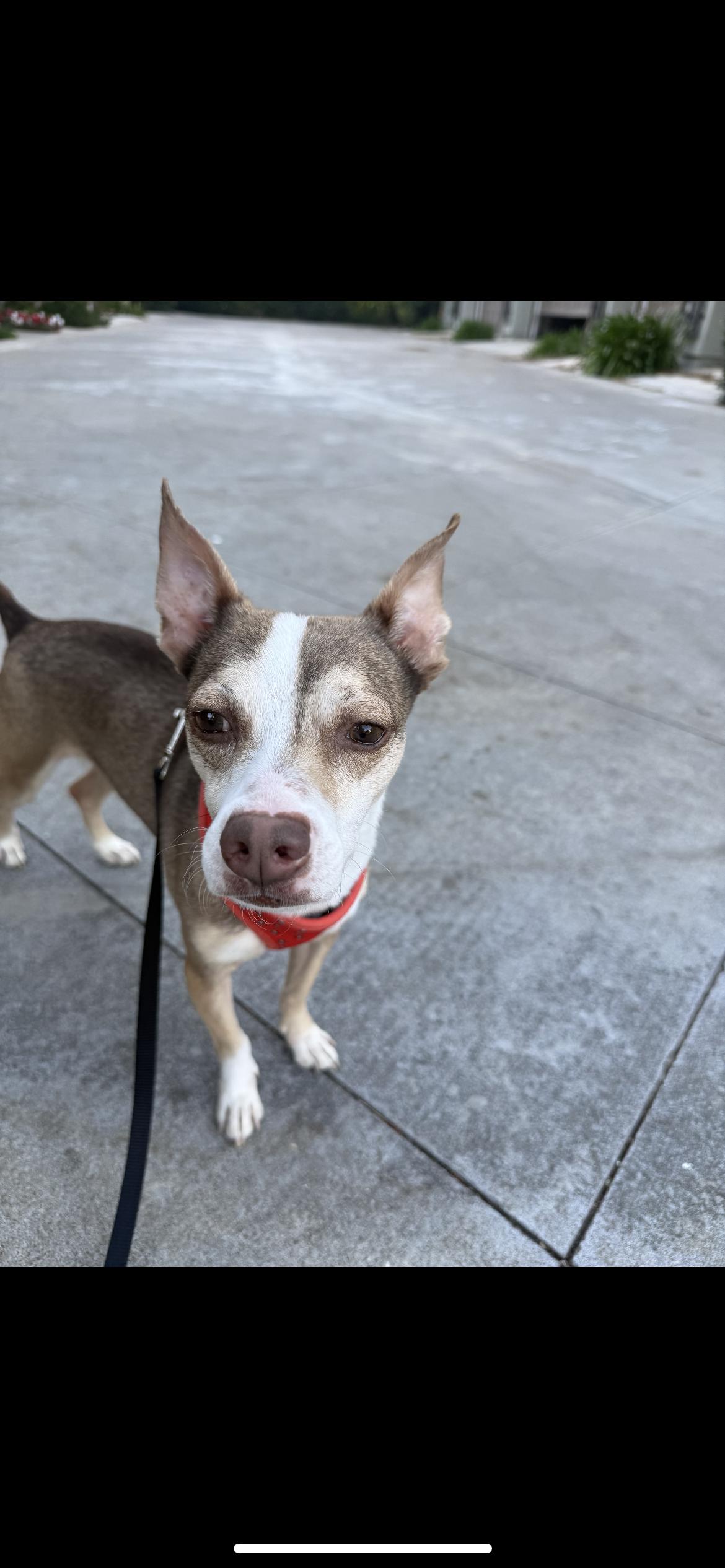 Enlarge Pistachio , a ADOPTABLE mixed breed in Hamden, CT image 4/4