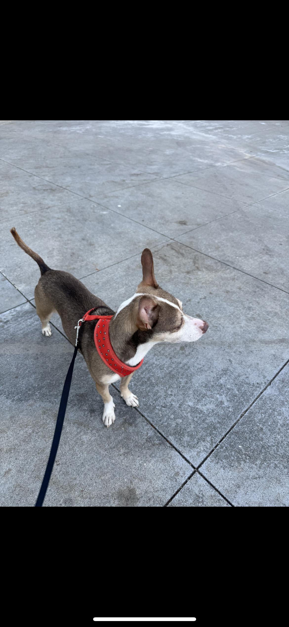 Enlarge Pistachio , a ADOPTABLE mixed breed in Hamden, CT image 2/4