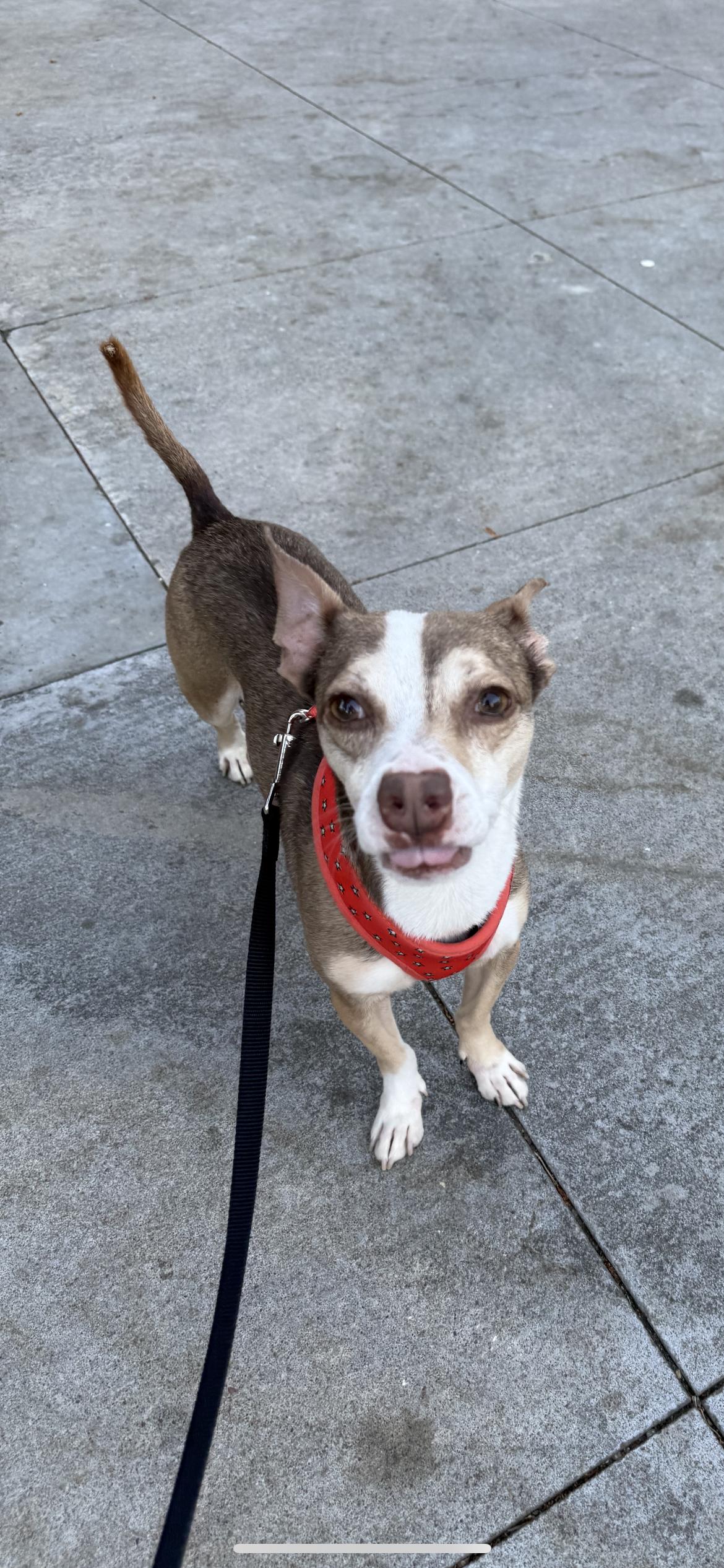 Enlarge Pistachio , a ADOPTABLE mixed breed in Hamden, CT image 3/4